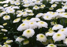 En de nieuwe versie van de Maverick White werd ook gepresenteerd. Het is natuurlijk een bekend ras maar hij is verbeterd en heeft daardoor een nog betere kleurverdeling, een groen hart dat groen blijft en een langer vaasleven. In de teelt is het ras zeer uniform heeft een zware takopbouw en gaat goed samen met zijn zusje de Maverick Sunny.